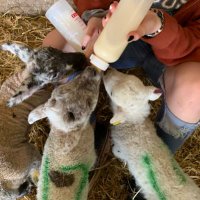 Baa Ram Ewe 🏴🐑🐷🦃🚜(@ShepherdWales) 's Twitter Profile Photo Baa Ram Ewe 🏴🐑🐷🦃🚜(@ShepherdWales) 's Twitter Profile Photo