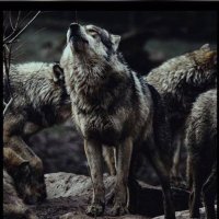 PixONiX (@pixonix1) Twitter profile photo