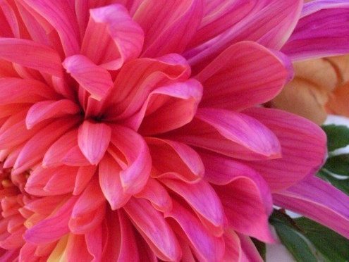 alisondellmak's profile picture. twitterpated