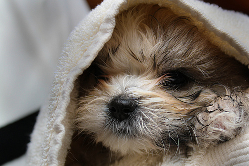puppyoftheday's profile picture. A Cute Puppy Picture Every Day - Each View = 1 Vote, Each Retweet =2 votes for the Puppy!