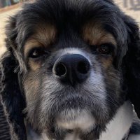Brad Gilbert (@bghimself) 's Twitter Profile