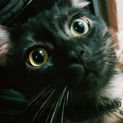 pastieさんのプロフィール画像