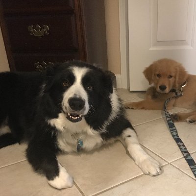 soybeanqueen14's profile picture. sirloin!!! you forgot to take the chicken out

maybe more active on @/absolbot.bsky.social? i'd say it's 50/50