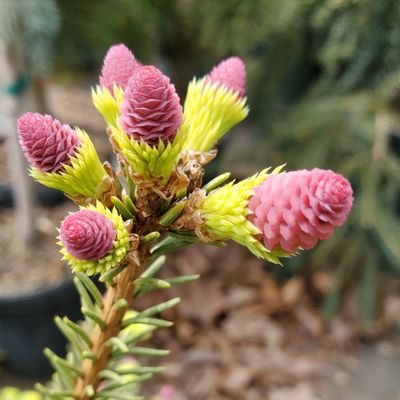 conifers_crypto's profile picture. My great passions.
Plant propagator, $algo and $qnt hodler.