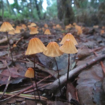 Observing fungi.  Interested in Cordyceps and Truffles.