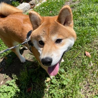 cocoa20200903's profile picture. 2020年9月3日生まれの男の子♂です(∪・ω・)香川県から長野県へ  父→拳斗号備前桜山荘  母→和姫号讃岐水本荘