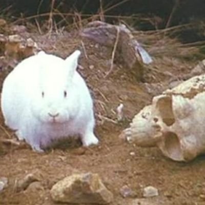 RabbitOfCaerban Profile Picture