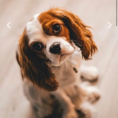 Here you have some clues about your lovely pets,just keep your eyes wide open! '' Amazon Affiliate Program Member