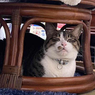 taizoyasuda's profile picture. めいぷるNdeカネほしいンだワ