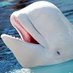 Beluga Whale (@BelugaW41278477) Twitter profile photo