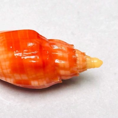 Pasindu15944459's profile picture. 