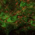 Brownstone Lab (@brownstonelab) Twitter profile photo Brownstone Lab (@brownstonelab) Twitter profile photo