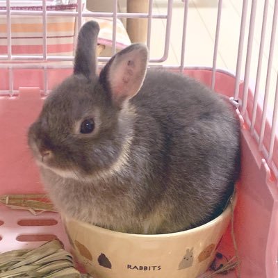 いくら かわいいお口 うさぎのいる生活 うさぎ部 うさぎ好きさんと繋がりたい うさぎ かわいい うさぎ初心者 Rabbit Rabbitstagram うさぎのいる暮らし もふもふ部 もふもふ いくら T Co Almhben94d いくら かわいいお口 うさぎのいる生活 うさぎ部 うさぎ好きさんと繋がりたい うさぎ かわいい うさぎ初心者 Rabbit Rabbitstagram うさぎのいる暮らし もふもふ部 もふもふ いくら T Co Almhben94d