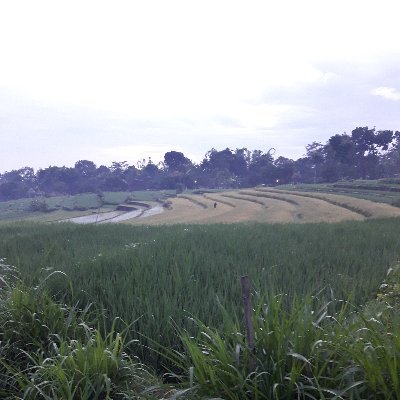adibimo007's profile picture. Betterlife