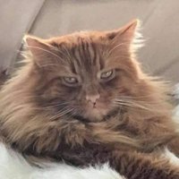 FEISTY YA Book Librarian/Mishandril (@feistybookfling) 's Twitter Profile