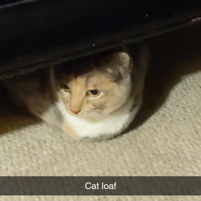 SockPup99129400's profile picture. All I want to do is descend into the earth and let the moss consume me