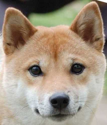 nukcam's profile picture. 某出版社に勤めています。理系です。日本酒、焼酎、ビール（地ビール、ベルギービール）を美味しい料理といただくのが好きです。他の趣味は
、携帯端末、懐中電灯、文房具、デジカメ、料理、自転車、etc。弱点は煙草の煙。