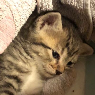 たばざーど / 子猫が成猫になりましたさんのプロフィール画像