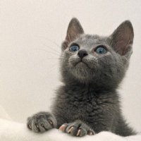 鬼滅 (@kimetu_rengoku) 's Twitter Profile