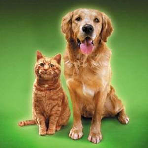 We offers you a professional house sitters and pet sitters to look after your home and care for your pets.