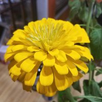 Susan Herrington (@blueyesfouru) 's Twitter Profile