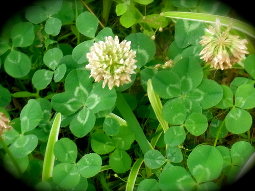 shira1's profile picture. 旅好き、星好き、KitKat好き、Mac好きです。