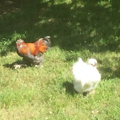 KellyChaucer's profile picture. 