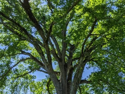 Formerly from Cady's Falls, VT now living in New London, NH and loving it.
Encourage mature forests. Forests are critical to life on earth.