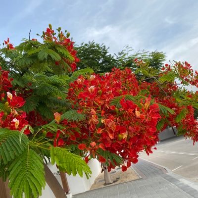 صفائح النور ..قلب كريم ..محب الخير للناس ..خبير الكرك والأطعمة المنزلية اللذيذة