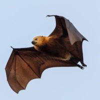 JesusVillacetin's profile picture. El ajedrez