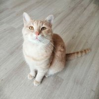 ムッタ (@mutta_tr) 's Twitter Profile