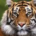 TigersVsheep (@tigersvsheep) Twitter profile photo TigersVsheep (@tigersvsheep) Twitter profile photo