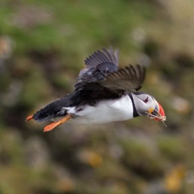 tallbloke354's profile picture. Amateur wildlife and landscape photographer, BTO & Butterfly Conservation surveyor and Exeter Chiefs supporter.