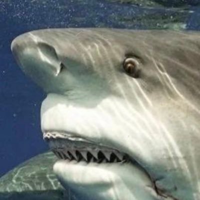 Chondrichthyes1's profile picture. Male, Catholic, gender critical, pro-Russia, pro-Israel, Zionist. I also like cats, college football, evolutionary biology, punk, emo, hyperpop, and TSwift