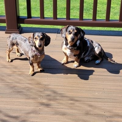 Christian, Husband, Father. Love The Andy Griffith Show. Huge 116 music fan. Dachshund dad of 1 now.