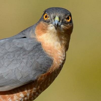 Lothian birder 15 years old