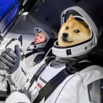 musk4presido's profile picture. 