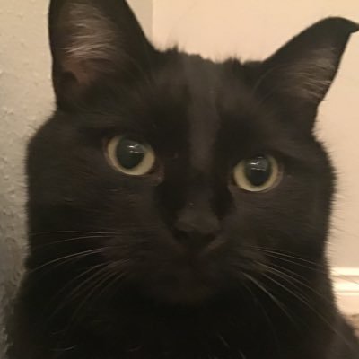 Sylvest45534125's profile picture. Hi, I am Sylvester the cat and I post pics of myself. :)