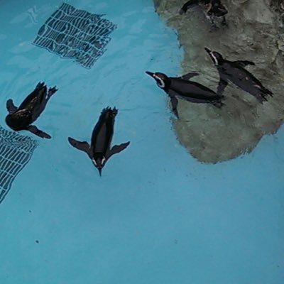 lwskMzNIvA62VUS's profile picture. 