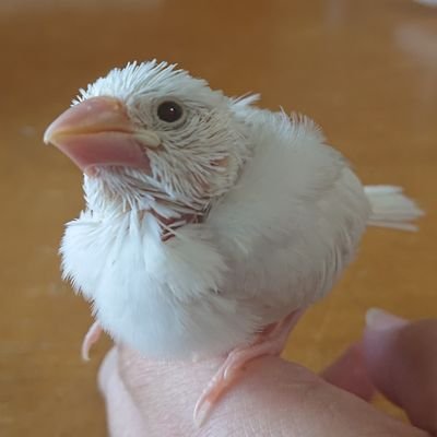 2021年5月23日にお迎え✨
やんちゃで天邪鬼で物怖じしない白文鳥のりっか♂のことを気ままにつぶやくアカウントです( •ө•)💕
無言フォロー失礼しますm(*-ω-)m