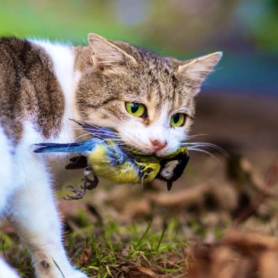 Promotion of science-based information on why keeping #cats inside is safer for cats, for us, and for #wildlife | Pro-cat, anti-outdoor cat #KeepYourCatIndoors