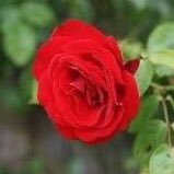 🌹FAISAL ALJEDAANI 🌹 (@fasa1390) Twitter profile photo