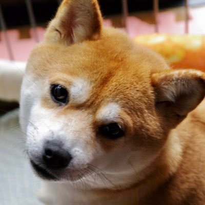 20180613生まれ女子力アップ中の #柴犬ちよ の成長記録、ヨシ！ モフモフだからTwitterだけはやめておきなさい!? #柴犬 #赤柴 #しばいぬ #shibainu