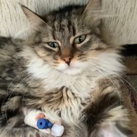 fipsavaşçısımüge (@fipsavascm) 's Twitter Profile