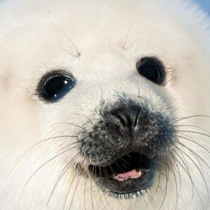 sealion_ebi's profile picture. 
