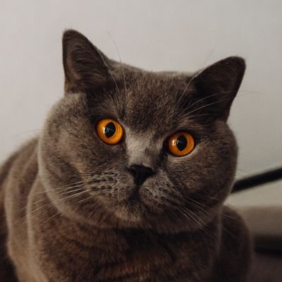 I'm Charlie, British Shorthair cat, companion in life of @Alexa_Kantor & @StewCElliott.

Born on 24/10/2017 in Devon UK, Moscenna British Shorthair Breeder