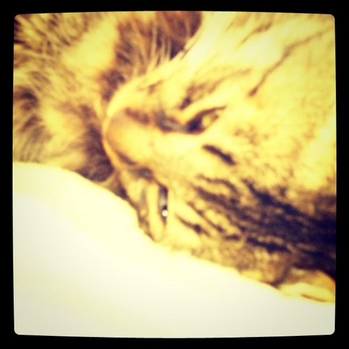 kinumi's profile picture. 山形県庄内地方のIT屋さん／ソフト開発エンジニア→インフラ構築エンジニア→機械学習エンジニア兼マネージャー見習い／好きなソフト開発のFWはSinatra(Ruby)／好きなネットワークのFWはFortiGate／好きな機械学習のFWを捜索中／登録セキスぺ／ネスペ／E資格2019#2取得