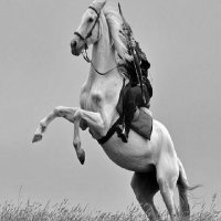 PTI (@aleemlali) 's Twitter Profile