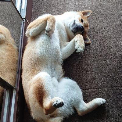 2020/5/5産まれ、讃岐水本荘出身男子。ナチュラルにすくすく育っています😊
Line https://t.co/wKucwPobHu
Instagram lovelove_taro
Youtube https://t.co/ikdFrvnQAM