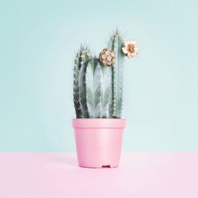 dnddiddi's profile picture. 